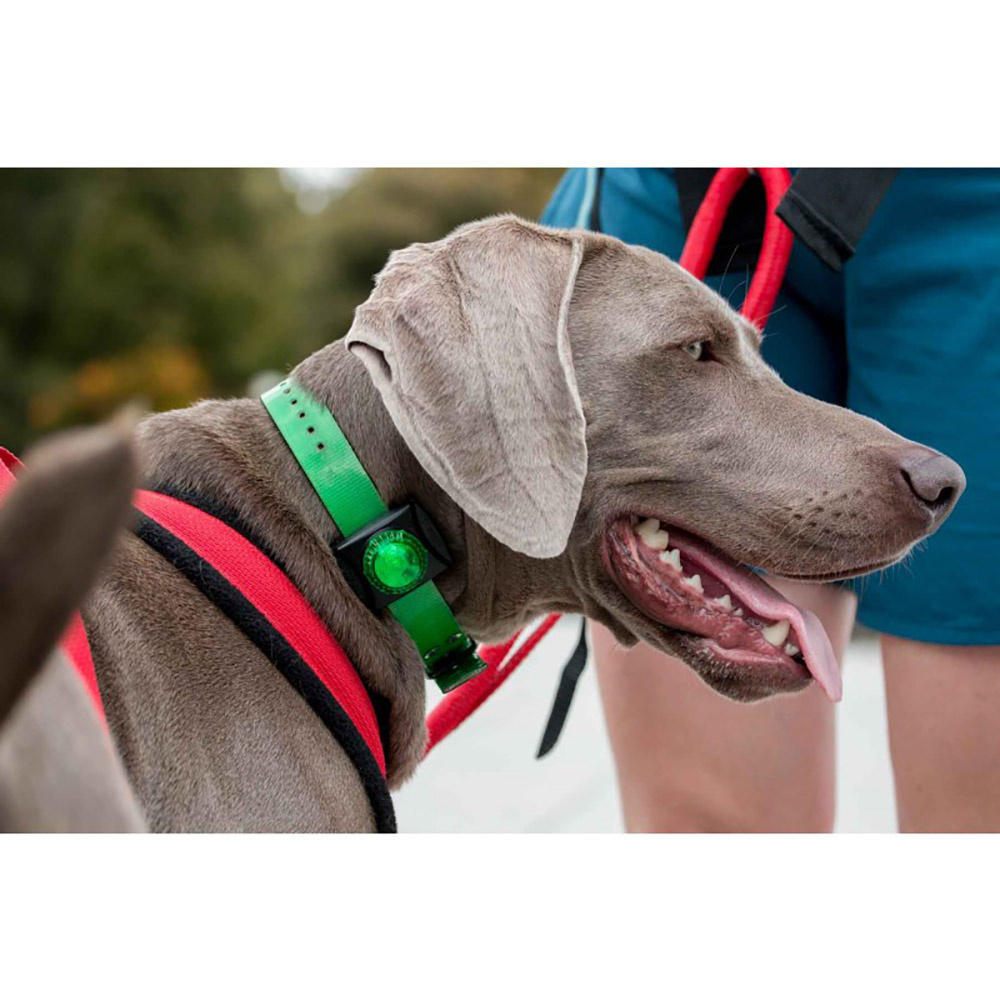 Guardian Hunting Dog Light | Gr�n