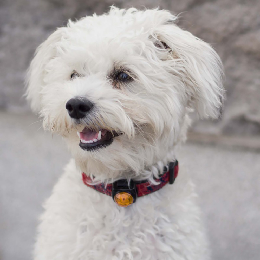 Guardian For Small Pets | Gul