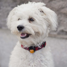 Guardian For Small Pets | Gul Guardian For Small Pets | Gul