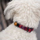 Guardian For Small Pets | Gul Guardian For Small Pets | Gul