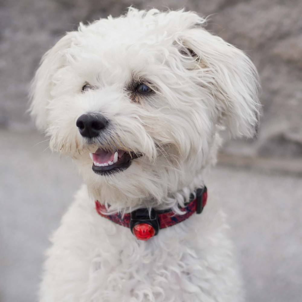 Guardian For Small Pets | R�d