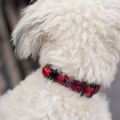 Guardian For Small Pets | Röd Guardian For Small Pets | Röd