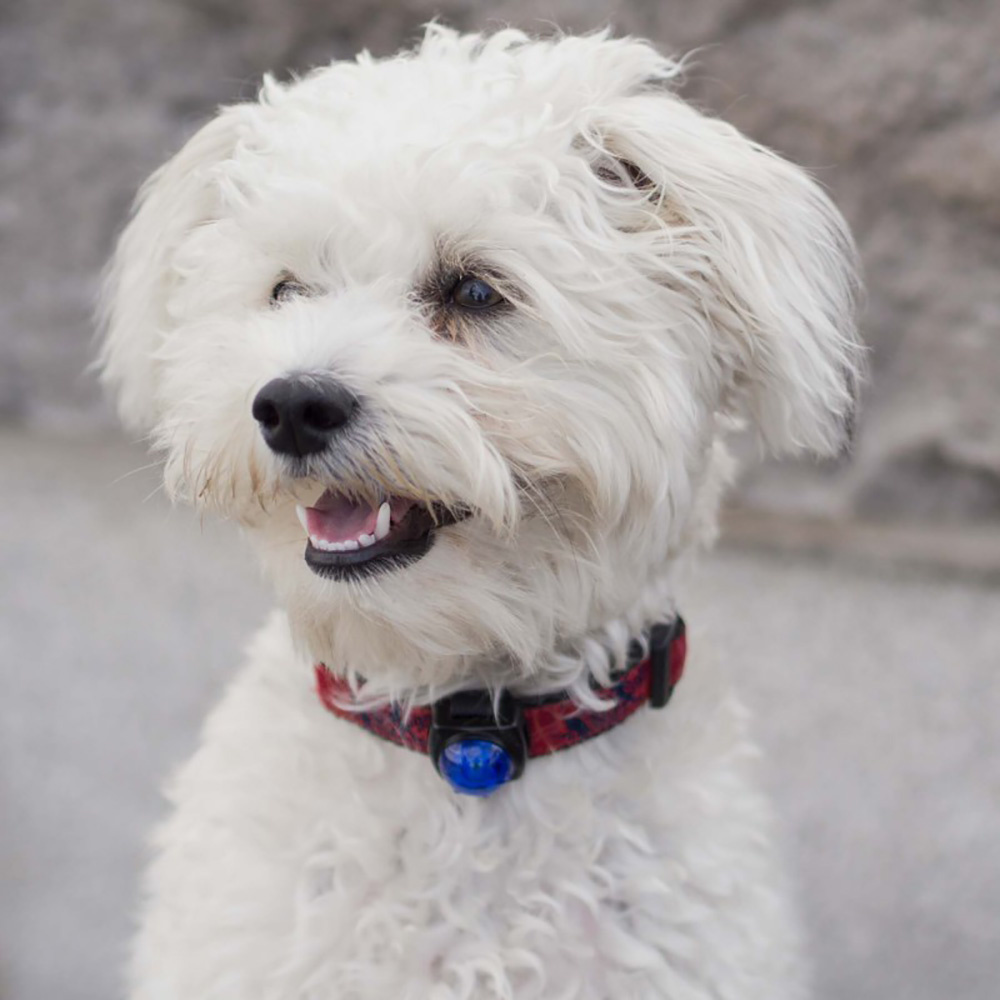 Guardian For Small Pets | Bl�