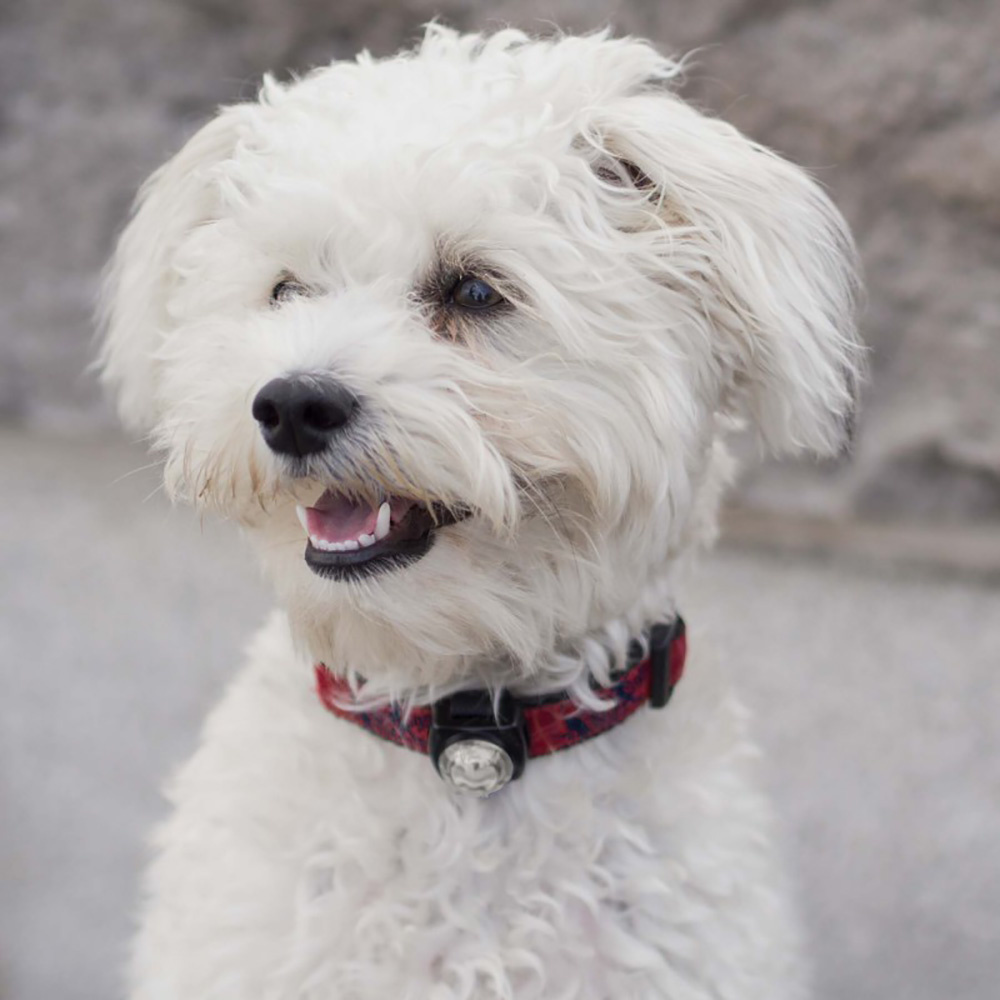 Guardian For Small Pets | Vit