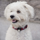 Guardian For Small Pets | Vit Guardian For Small Pets | Vit