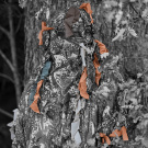 GHOSTHOOD | STRIP SOLID GHOSTHOOD | STRIP SOLID